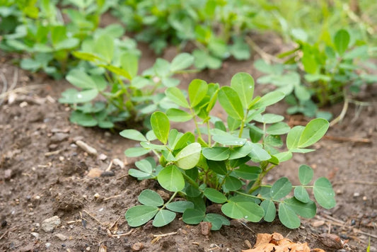 Jassids Pest in Groundnut Crop