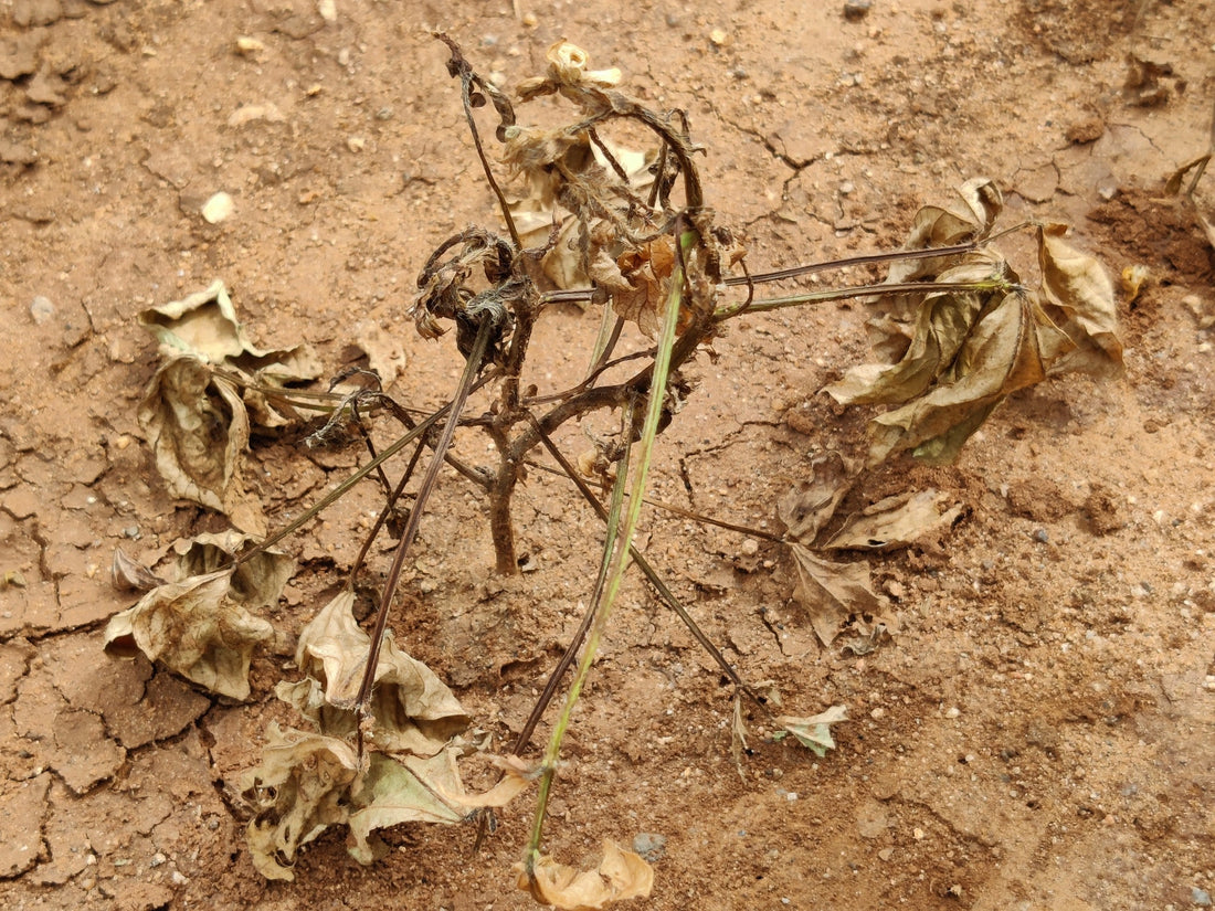 Dry Root rot in Green Gram