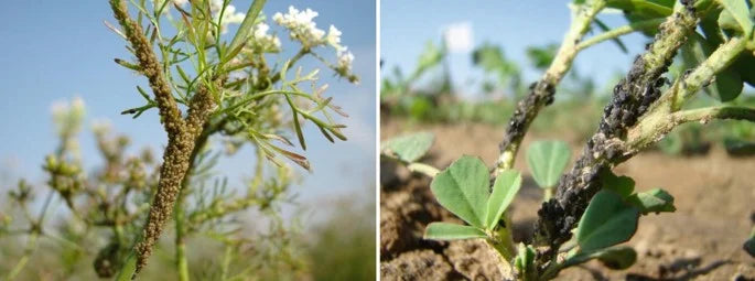 Methods to control Thrips in Cumin Plant