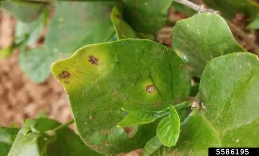 Alternaria leaf spot disease in Jasmine crop