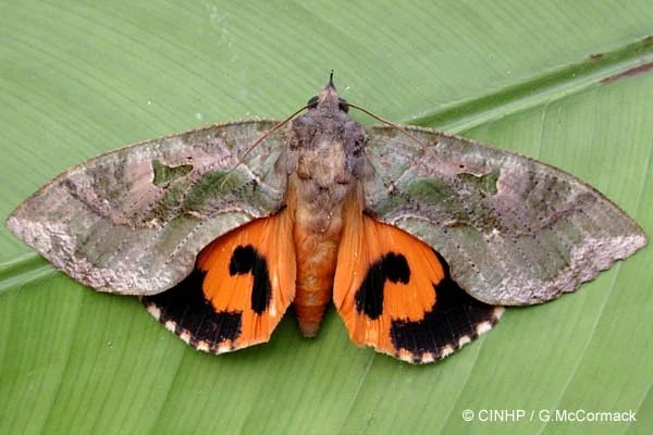 Fruit sucking moth in Orange Crop