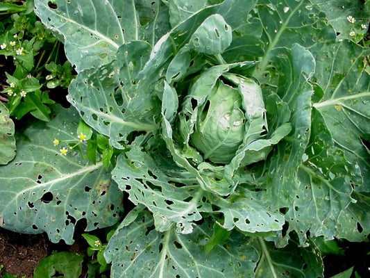 Diamondback Moth pest in Cabbage Crop