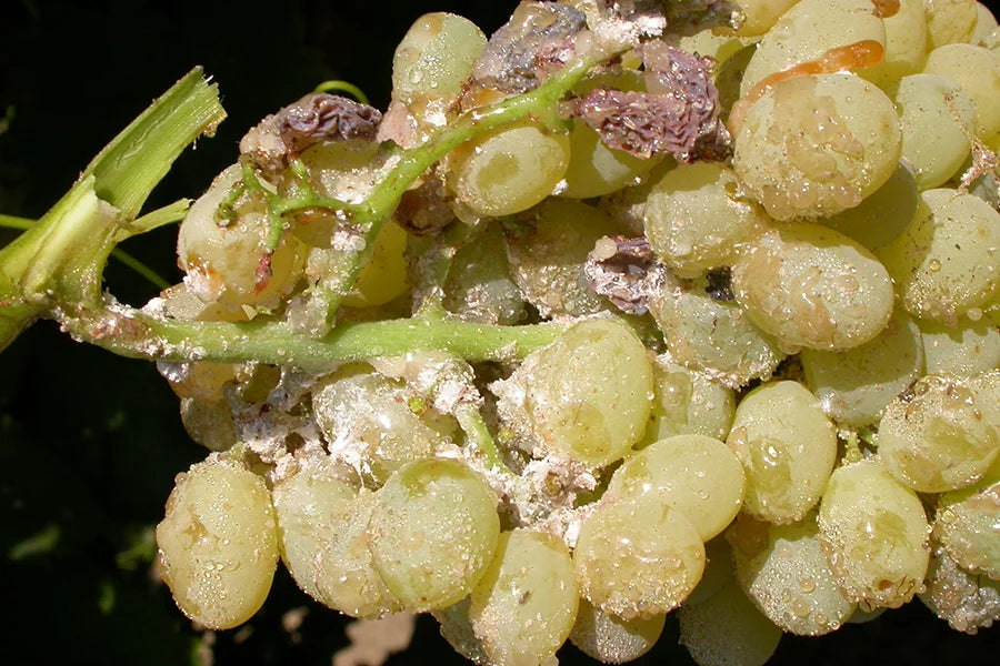 Mealy Bugs in Grape Crop