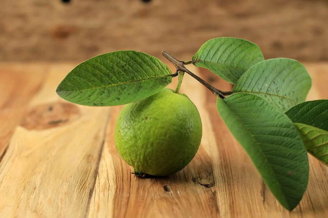 Algal Leaf Spot in Guava