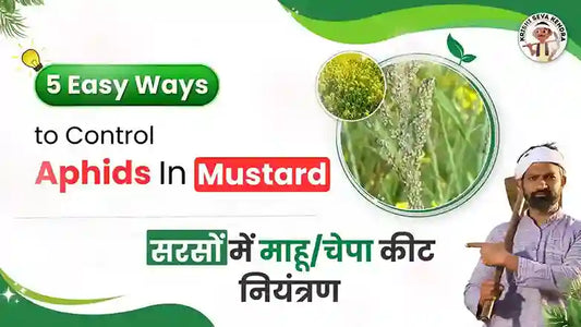 Measure to Control Aphids In Mustard Crop