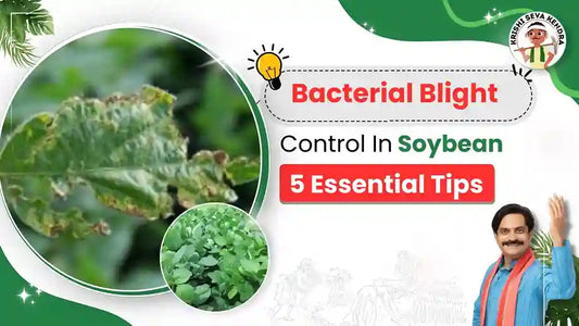 Bacterial Blight disease in Soybean crop