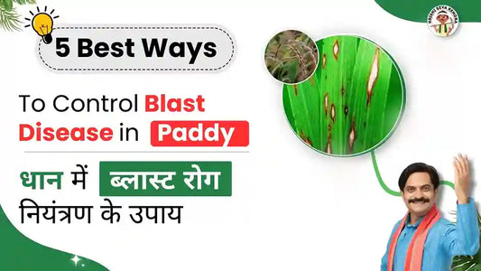 Measures to Control Blast Disease in Paddy | Krishi Seva Kendra