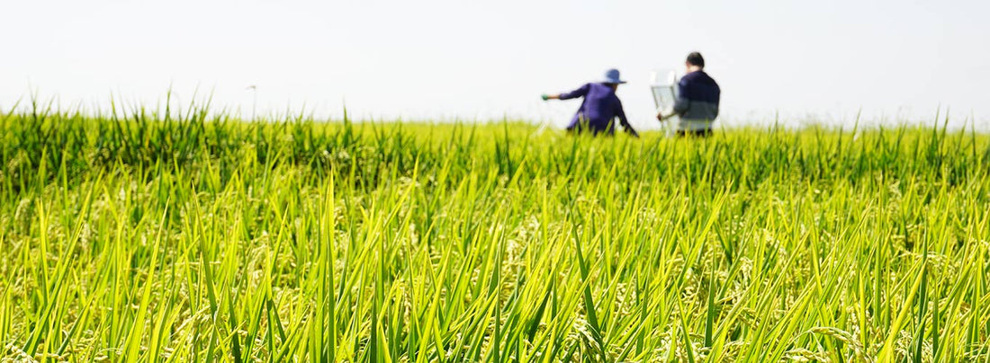 Don’t Let Sorghum Leaf Roller Roll Over Your Crops: Integrated Management Strategies