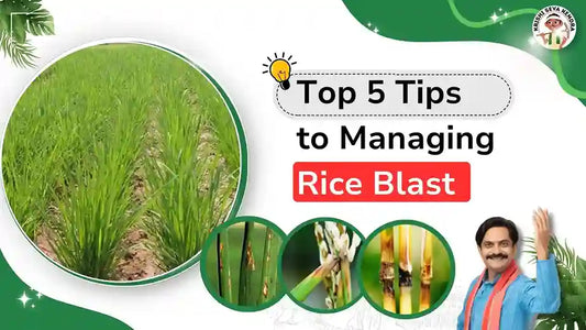 UNDERSTANDING AND MANAGING RICE BLAST