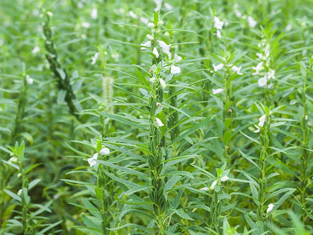 Sesame Crop disease