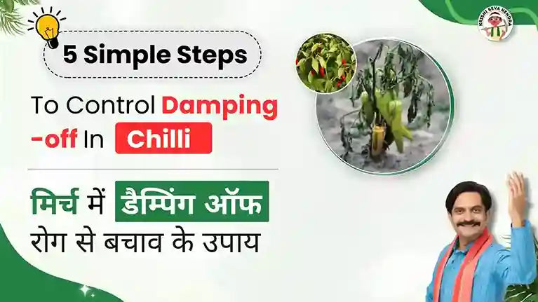 Measures To Control Damping-off In Chilli Crop