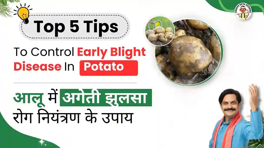 Measures to Control Early Blight of Potato Crops