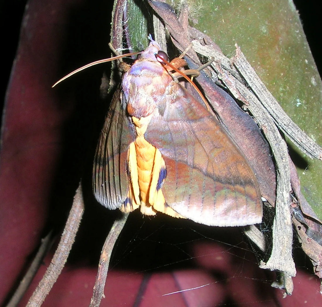 Fruit sucking moth in Orange Crop