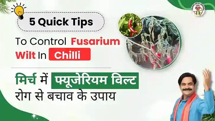 Control Measures of Fusarium Wilt in Chilli