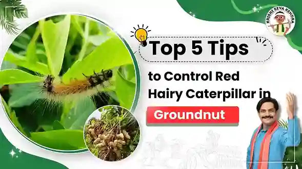 Red Hairy Caterpillar in Groundnut crop