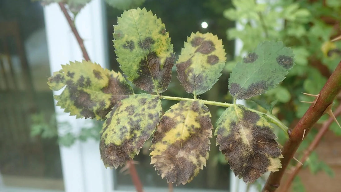 Black spot disease in rose crop