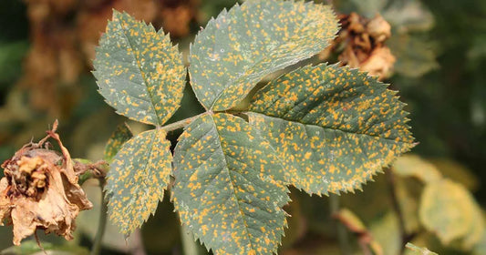  Rust disease in rose crop