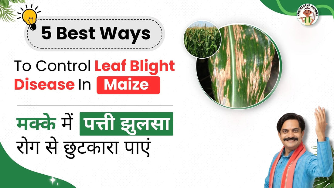 Leaf Blight in Maize: Causes, Symptoms, and How to Control it