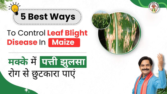 Leaf Blight in Maize: Causes, Symptoms, and How to Control it