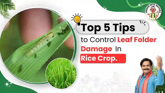 Leaf Folder Damage In Rice Crop : Symptoms And Control Measures