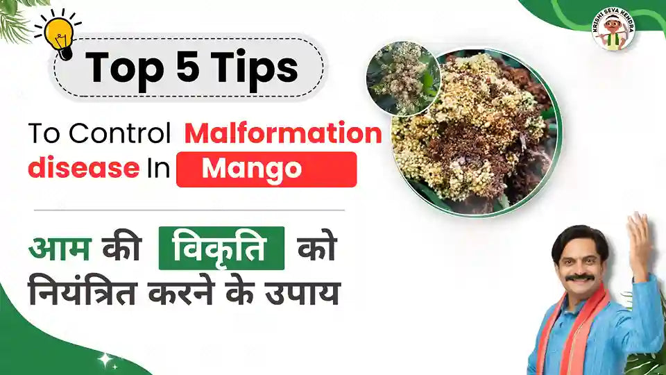 Control Measures to Manage Mango Malformation