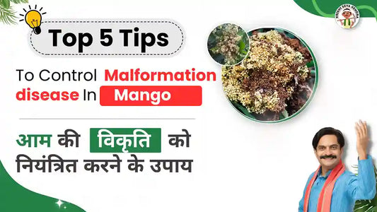 Control Measures to Manage Mango Malformation