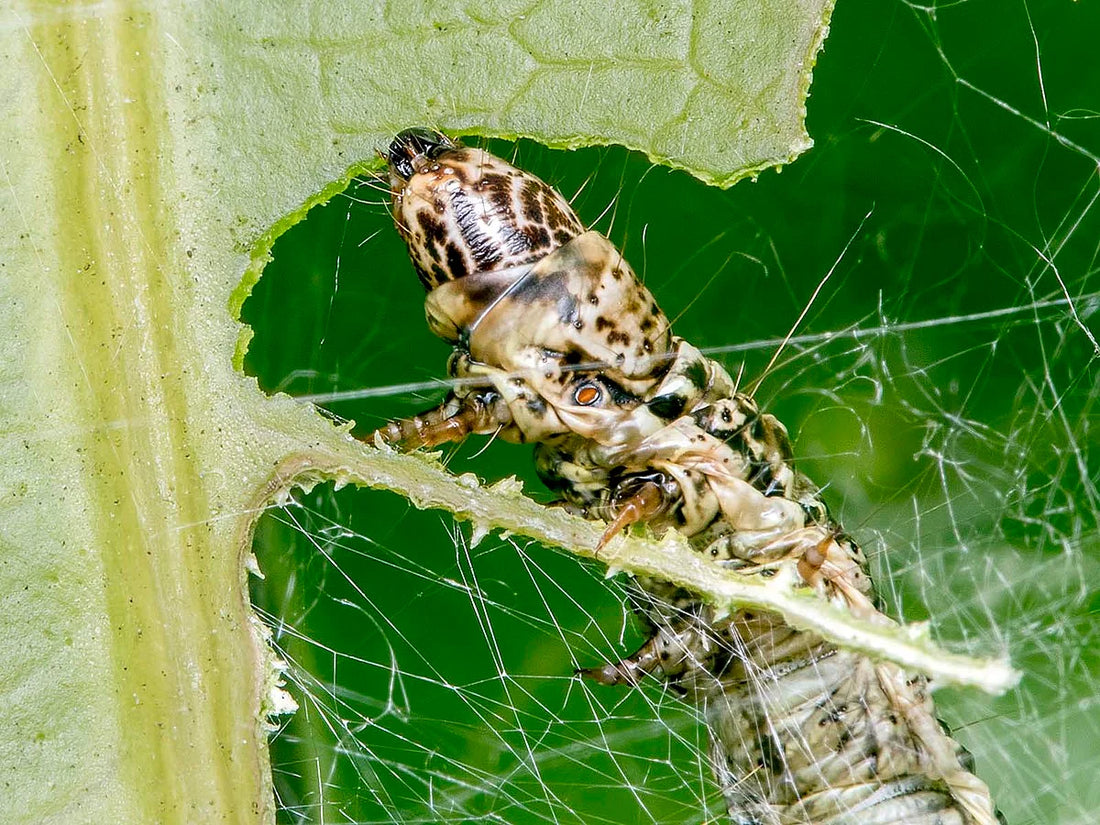 Leaf Webber pest in Sesame crop