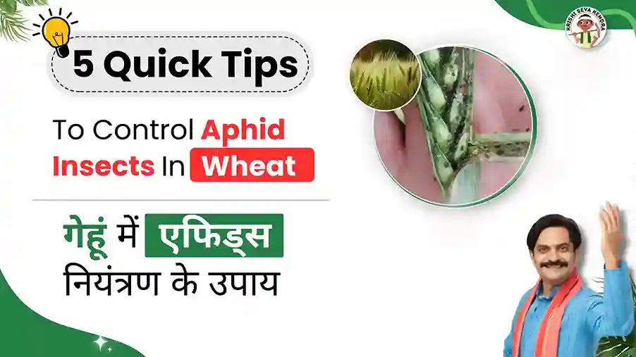 Measures to Control Aphids in Wheat