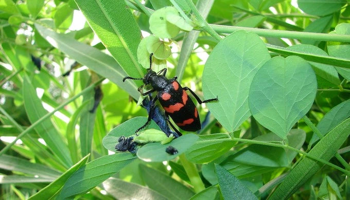 Blister Beetle in Green Gram