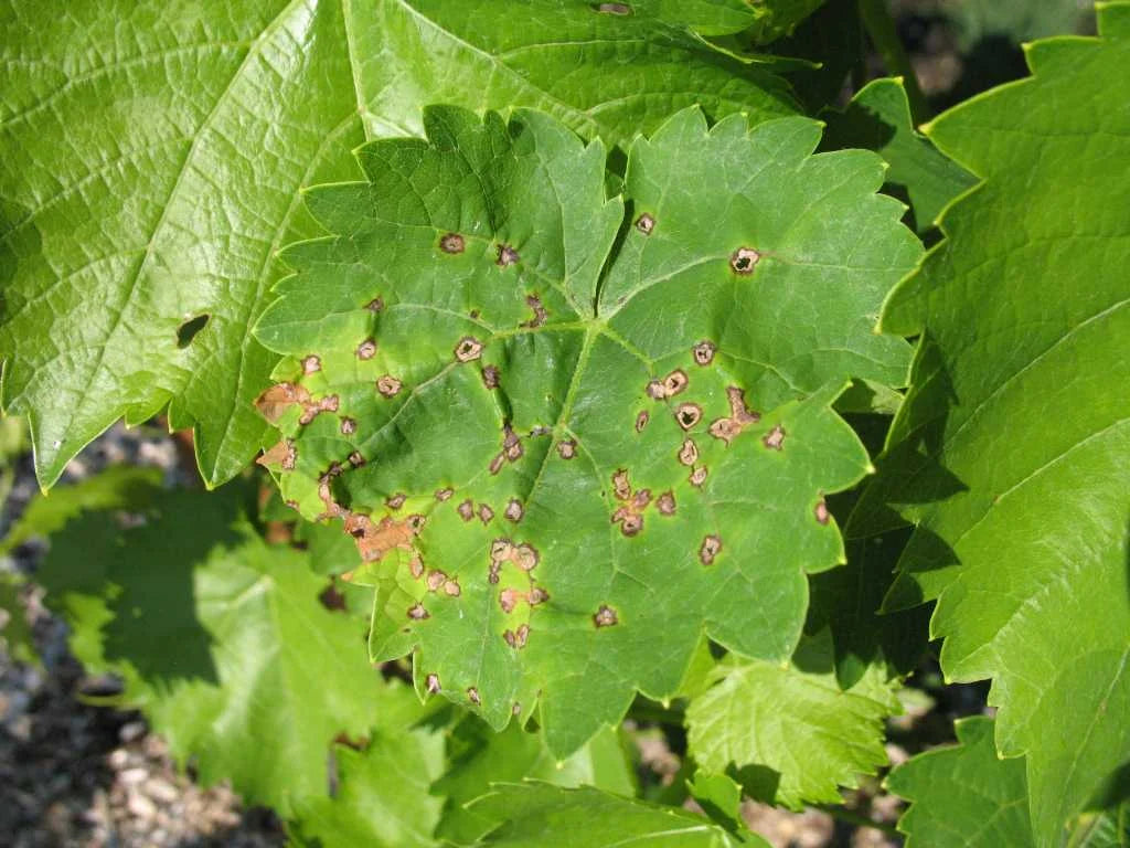 Anthracnose Disease in Grape Crop