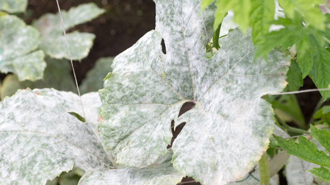 Powdery Mildew Disease in Cabbage crop