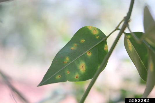 Rust disease in jasmine crop