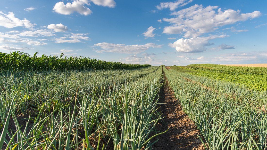 The Story of Triumph in Farming: How Mr. Tirupati Reddy Grew More Onions Against the Insects and Diseases.