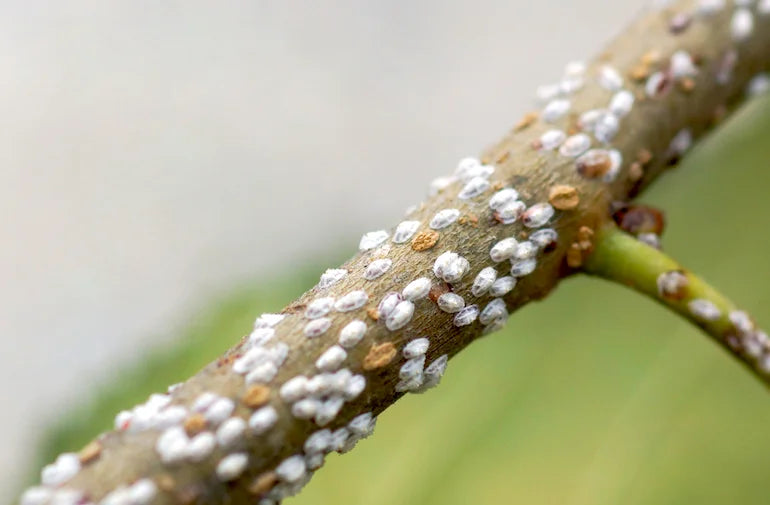 scales pests in Rose crop