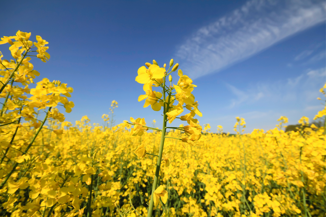 Best fertilizers for soybean crop: organic, compost, NPK, when and how to apply