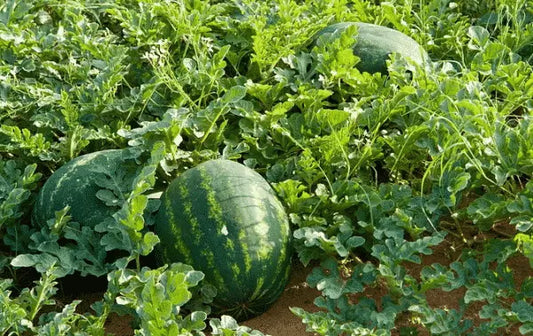 Powdery Mildew on Watermelon