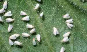 Measures to Control White Fly in green Gram: