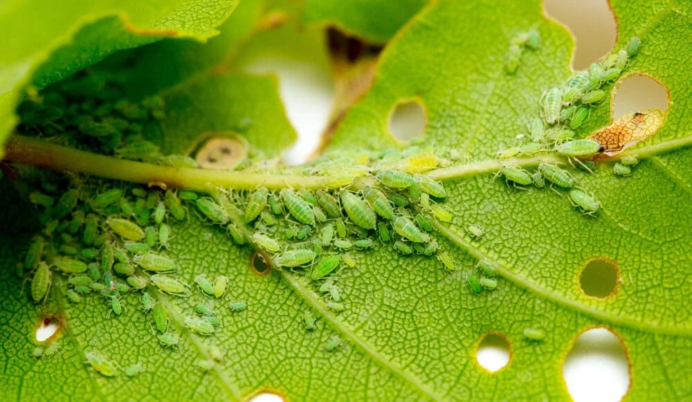 Aphids in Okra plant