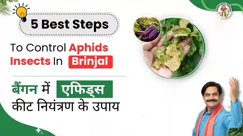 Aphids in Brinjal Crop