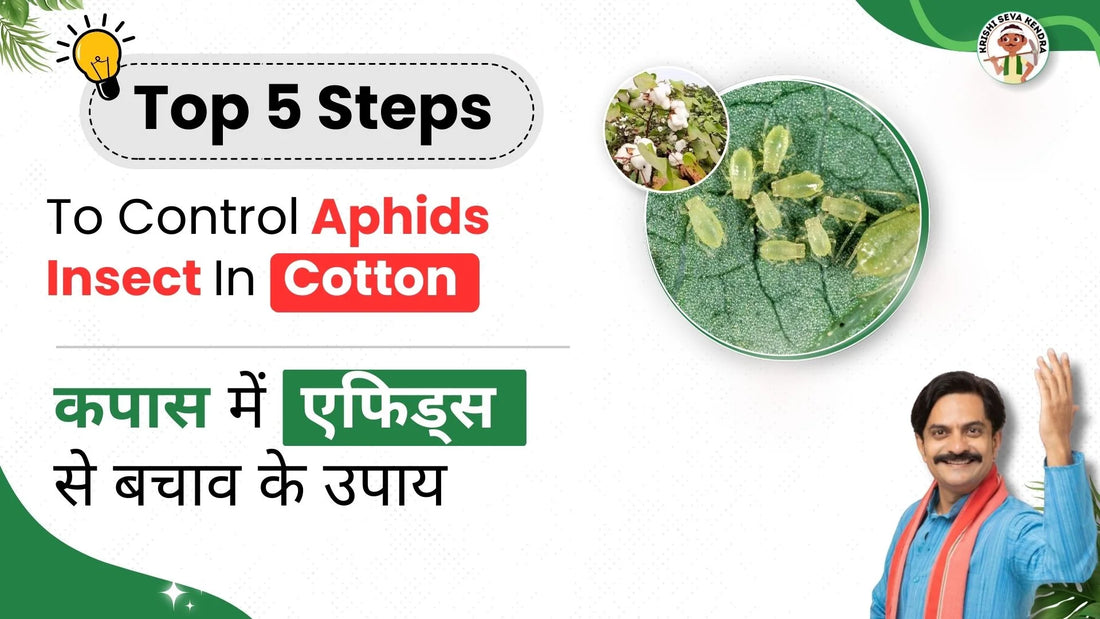 Controlling of Aphids in Cotton Plants