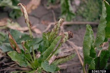 Disease Management of Fusarium Wilt in Cumin