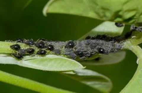 Aphids pests in Groundnut crop