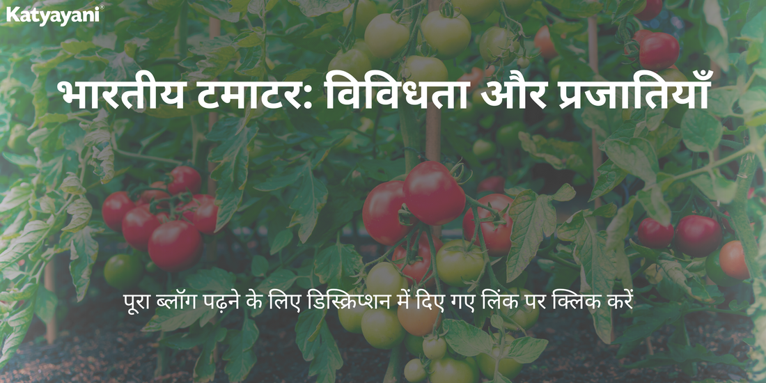 भारतीय टमाटर: विविधता और प्रजातियाँ🍅