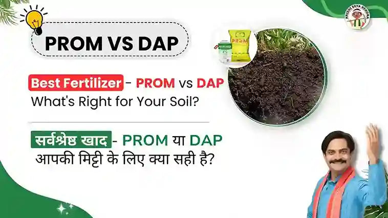 Best Fertilizer: PROM vs DAP - What's Right for Your Soil