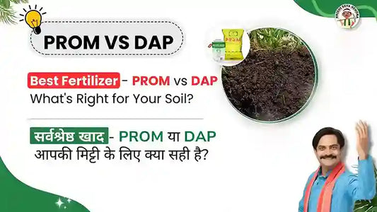 Best Fertilizer: PROM vs DAP - What's Right for Your Soil