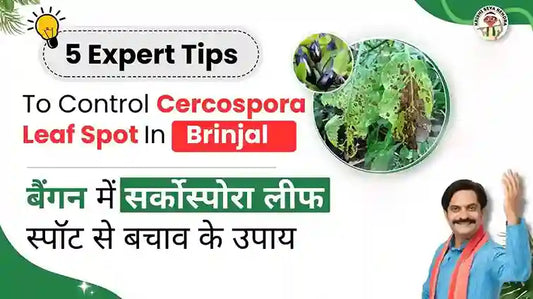 Measures to Control Cercospora Leaf Spot in Brinjal