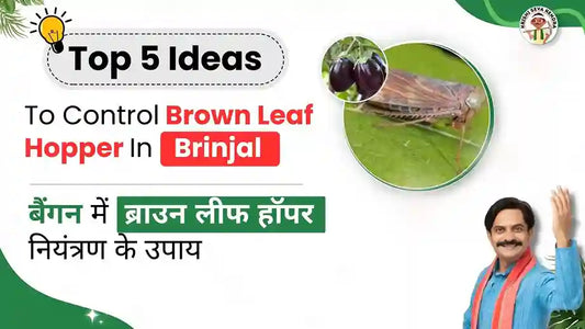 Measures to Control Brown Leaf Hopper in Brinjal