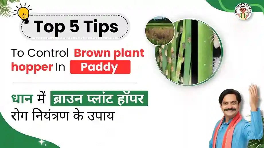 Brown plant hopper in Paddy Crop