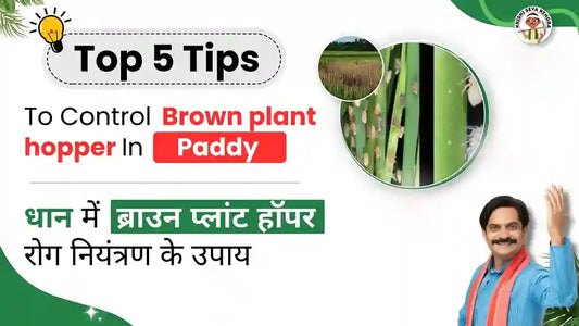 Brown plant hopper in Paddy Crop