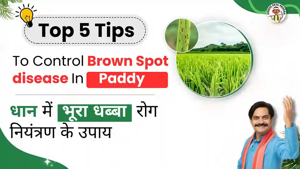 Brown Spot in Paddy